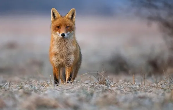Fox, animal, wildlife