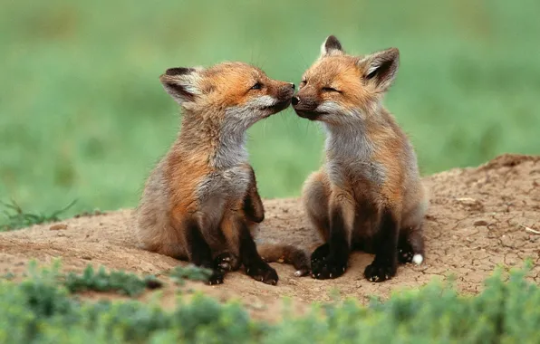Fox, animals, two, wildlife