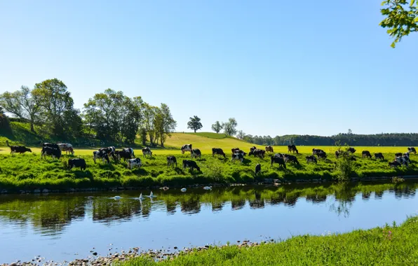Зелень, поле, река, берег, весна, коровы, пастбище, луг