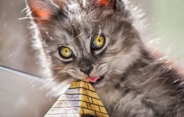 Кошка, взгляд, свет, котенок, серый, игра, портрет, мордашка