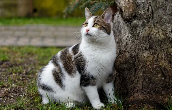 Кошка, трава, кот, взгляд, природа, поза, дерево, поляна