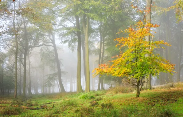 Картинка осень, лес, дерево