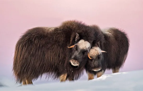 Horns, nature, snow, Norway, cold, outdoors, tundra, musk ox