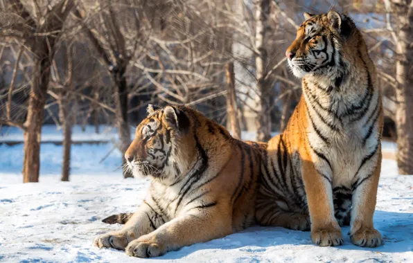 Картинка зима, солнце, снег, деревья, хищники, двое, тигры, боке