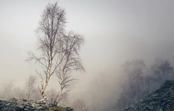 Картинка горы, туман, берёзы