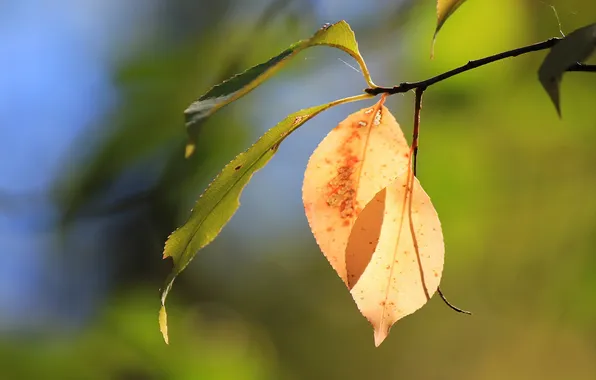 Осень, листья, природа