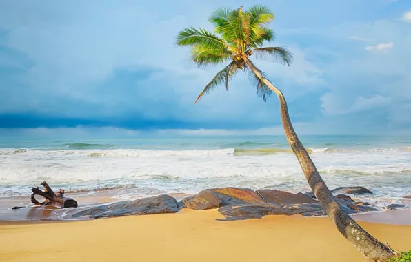 Песок, море, пляж, пальмы, берег, summer, beach, sea