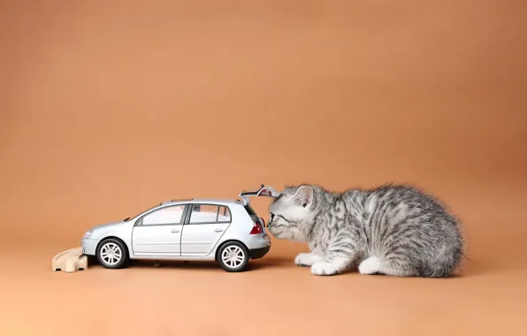 Машина, кошка, котенок, игрушка, машинка, британский