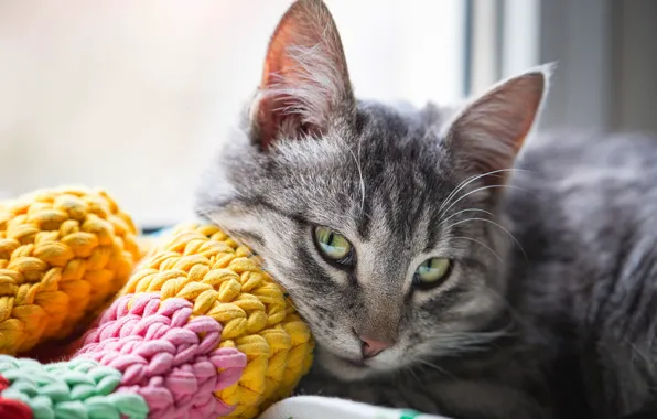 Кошка, взгляд, поза, котенок, серый, портрет, шарф, окно