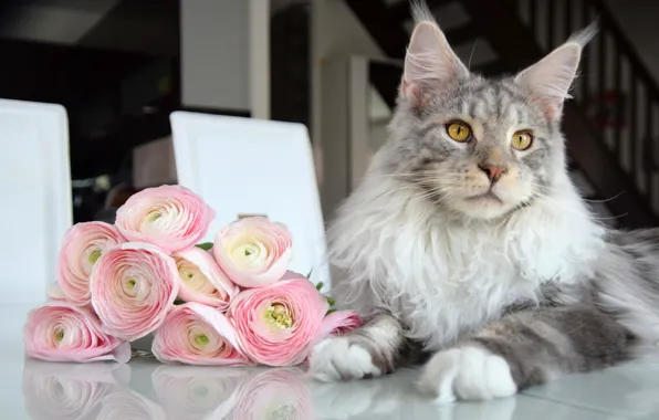 Кошка, кот, взгляд, морда, цветы, поза, серый, букет