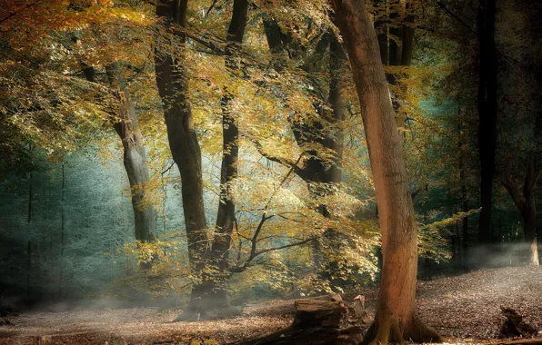Картинка осень, лес, природа