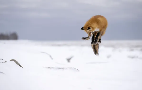 Зима, взгляд, снег, поза, прыжок, лиса, рыжая, мордашка