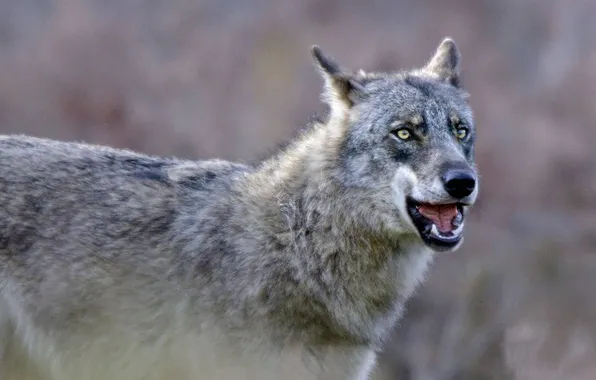 Картинка nature, face, animal, wolf, wildlife, head, fur, mammal