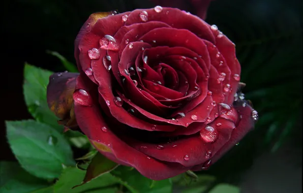 Картинка Капли, Red rose, Drops, Красная роза