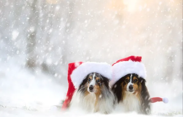 Картинка зима, собаки, снег, парочка, колпаки, шелти, шетландская овчарка