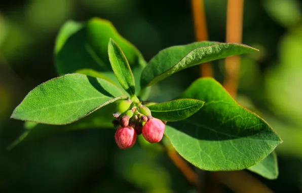 Leaf, plant, twig