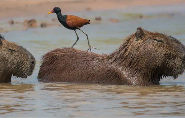 Животные, природа, птица, nature, bird, грызуны, Animals, trio