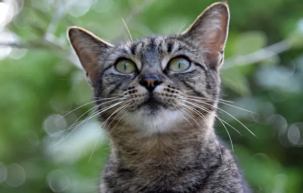Картинка кот, взгляд, серый, фон, пололсатый