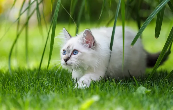Картинка кошка, трава, листья, котёнок, голубые глаза, Бирманская кошка