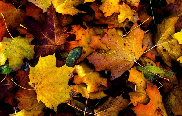 Картинка autumn, drops, fall, foliage