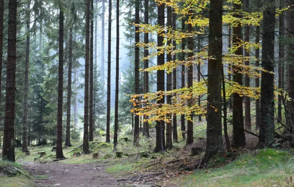 Дорога, осень, лес, тропа