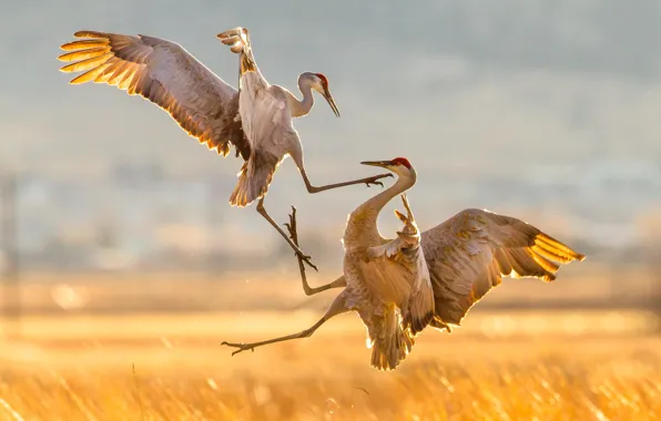 Картинка птицы, природа, атака, миграция, Sandhill Cranes