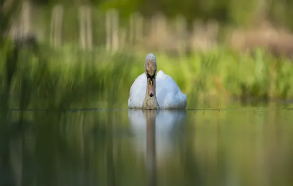 Озеро, птица, лебедь