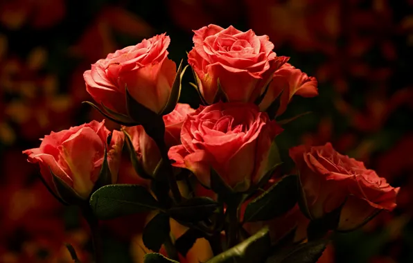 Розы обои для рабочего стола, картинки цветов на рабочий стол - фото.