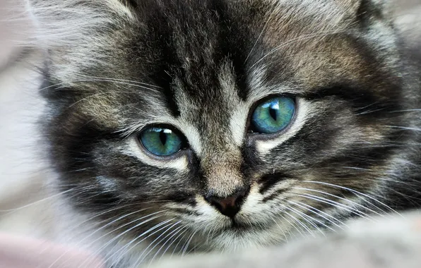 Картинка котенок, фон, обои, пушистый