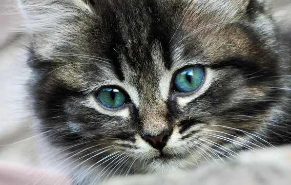Котенок, фон, обои, пушистый