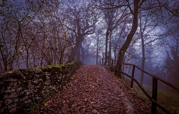 Осень, листья, парк