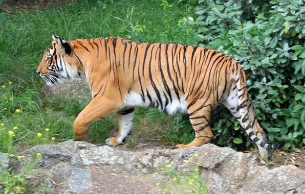 Прогулка, Индокитайский тигр (Panthera tigris corbetti), обзор территории, всматривание, Берлинский зоопарк (Zoologischer Garten Berlin)