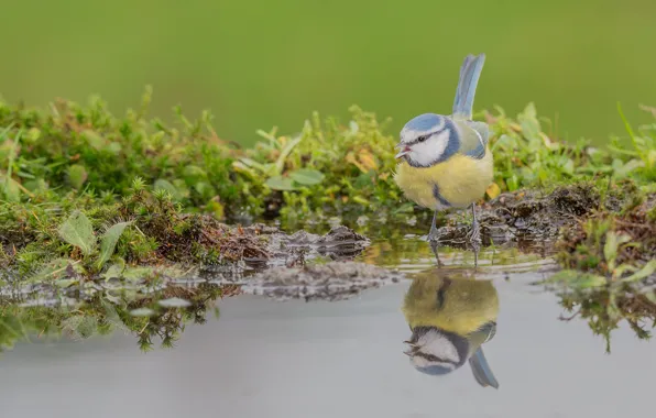Вода, отражение, птичка, синица, лазоревка