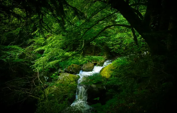 Картинка лес, деревья, Германия, речка, Schwarzwald