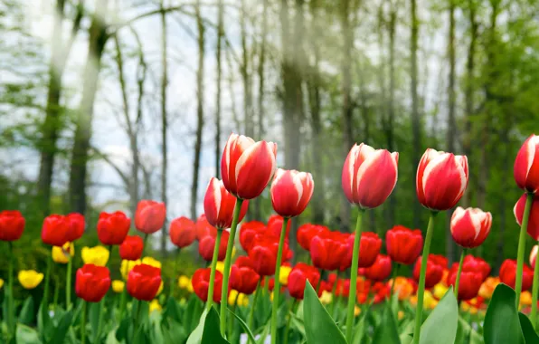 Картинка красота, весна, тюльпаны, красные, жёлтые, Spring tulips