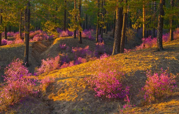 Картинка лес, цветы, весна, розовые, цветение, кусты, сиреневые