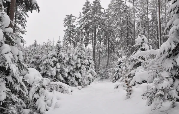 Картинка лес, Зима, Снег, Мороз, Winter, Frost, Snow, Forest