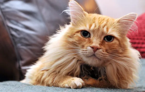 Кошка, взгляд, дом