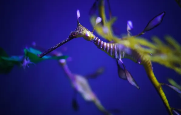 Вода, природа, Sea Dragon