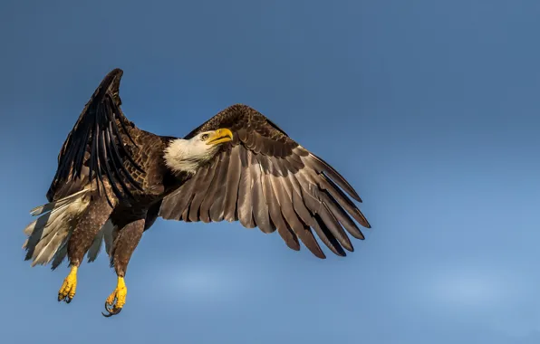 Природа, птица, Haliaeetus leucocephalus, Bald eagle