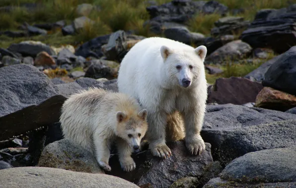 Картинка spirit-bears, british-columbia, American black bear, Kermode bear