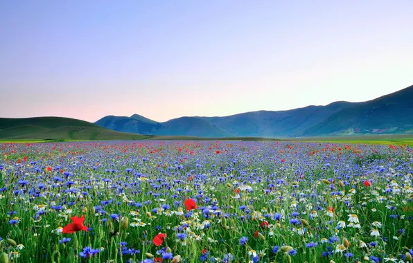 Картинка поле, небо, цветы, горы, маки, ромашки, долина, разнотравие