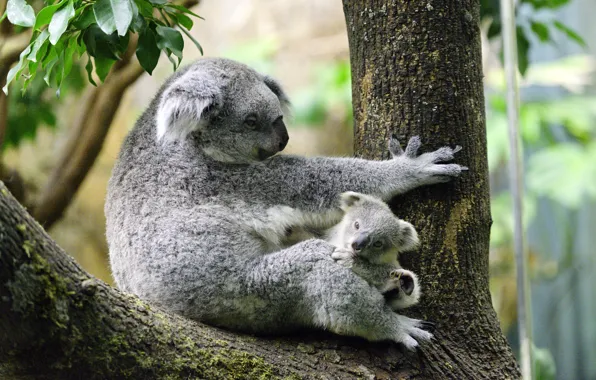 Картинка деревья, малыш, коала