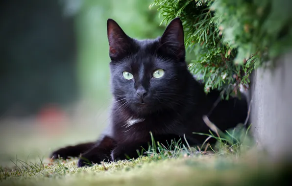 Кошка, кот, взгляд, чёрный, киса