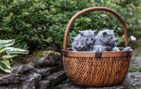 Взгляд, кошки, поза, котенок, котята, мордашки