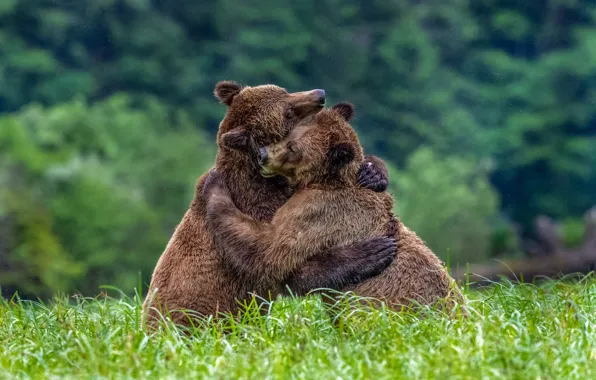 Лето, трава, поза, фон, поляна, медведь, медведи, объятия