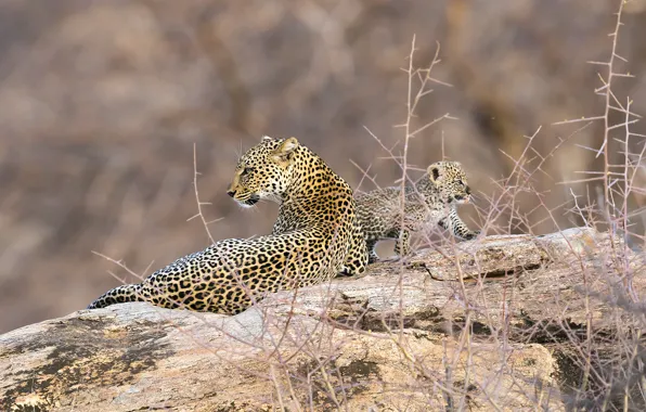 Леопард, африка, кения, самбуру