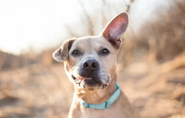 Взгляд, друг, собака