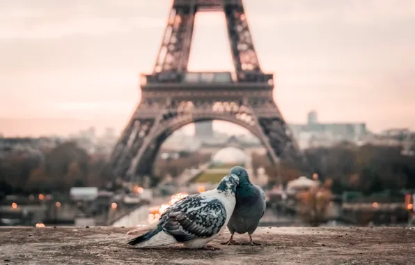 Обои, Франция, Париж, утро, голуби, Эйфелева башня