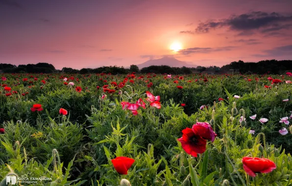 Картинка закат, цветы, красота, photographer, Kenji Yamamura
